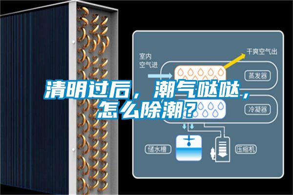 清明過后，潮氣噠噠，怎么除潮？